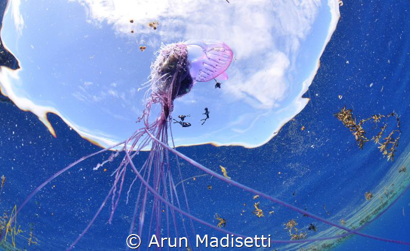 What happened next? Physalia and tentacles by Arun Madisetti 