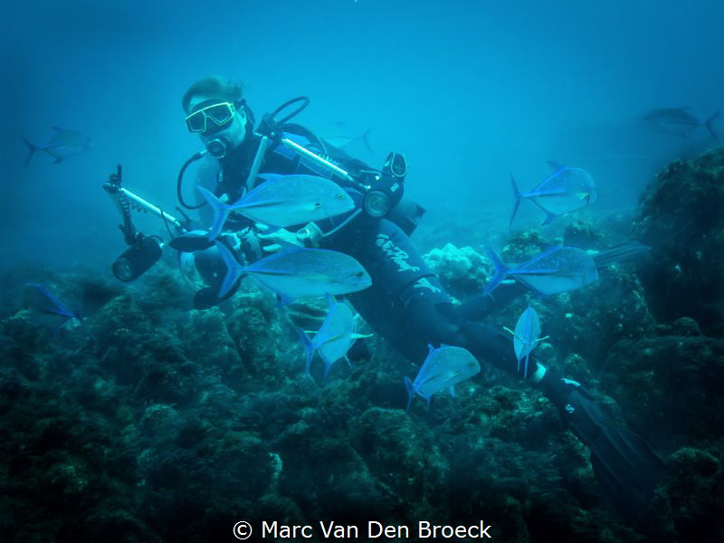 frankstravallys by Marc Van Den Broeck 