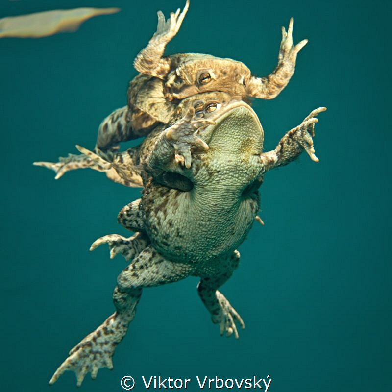 Amplexus by Viktor Vrbovský 
