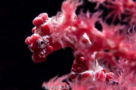 Curious Pygmy Seahorse (Hippocampus bargibanti) by Aja Radl 