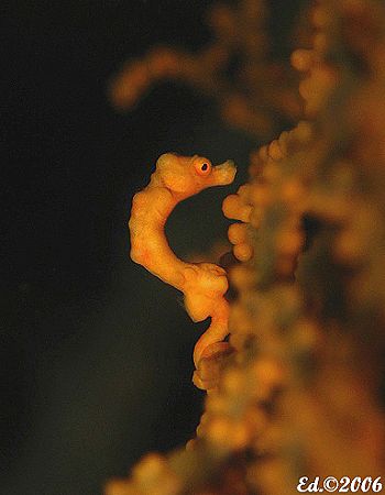 Dennis Pygmy Seahorse. Taken in Tulamben, Bali, during ni... by Ed Eng 