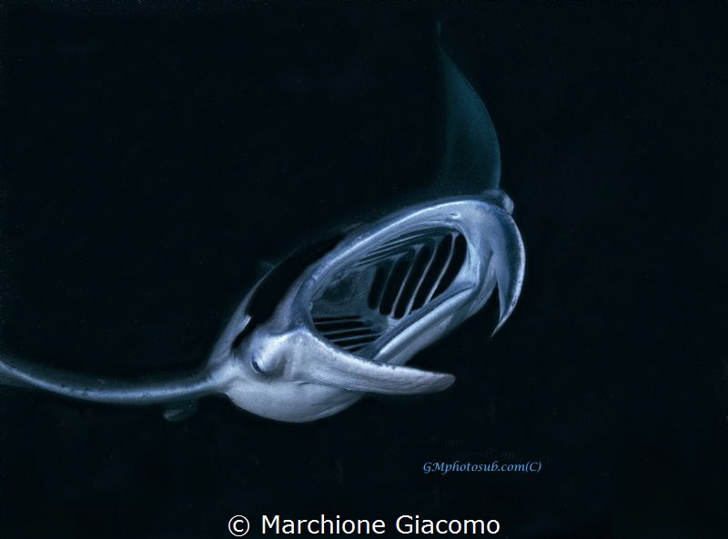 Devil in the night
Nikon D800E, 17-35mm
Seacam housing,... by Marchione Giacomo 