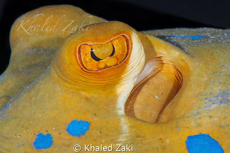 Blue spotted sting ray by Khaled Zaki 