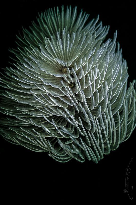 ~ Purity ~ by Geo Cloete 