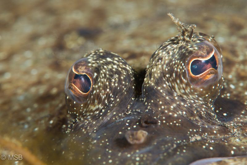 Eyes (without make up). by Mehmet Salih Bilal 