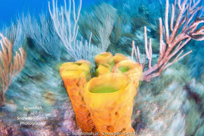 "Reef Art" - No Photoshop.  Photographed using a slow shu... by Susannah H. Snowden-Smith 