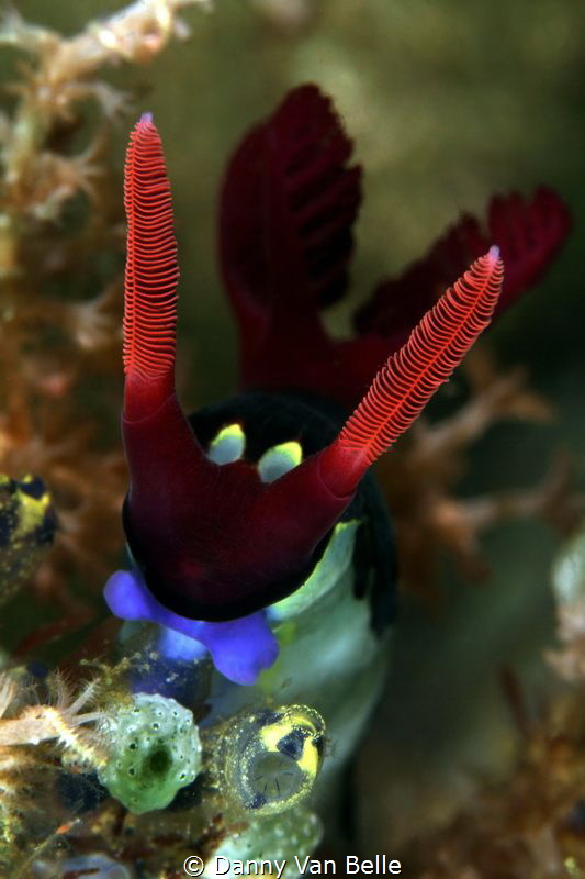 Nembrotha rutilans ready to start feeding on a tunicate by Danny Van Belle 