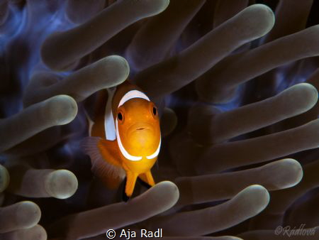 False Clown Anemonefish (Amphiprion ocellaris) by Aja Radl 