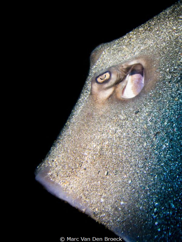 stingray's eye by Marc Van Den Broeck 