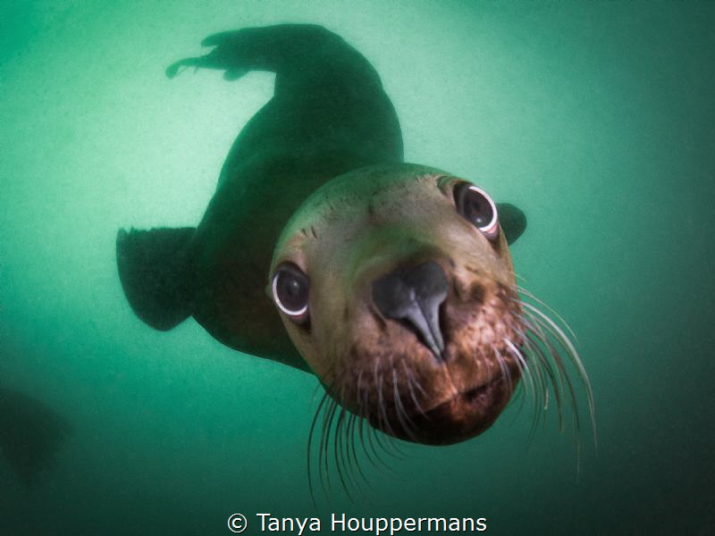 Sea Lion Smooch - A Steller sea lion in the waters off of... by Tanya Houppermans 