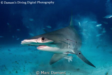 " Sonic Boom " A Great Atlantic Hammerhead bursting thru ... by Marc Damant 