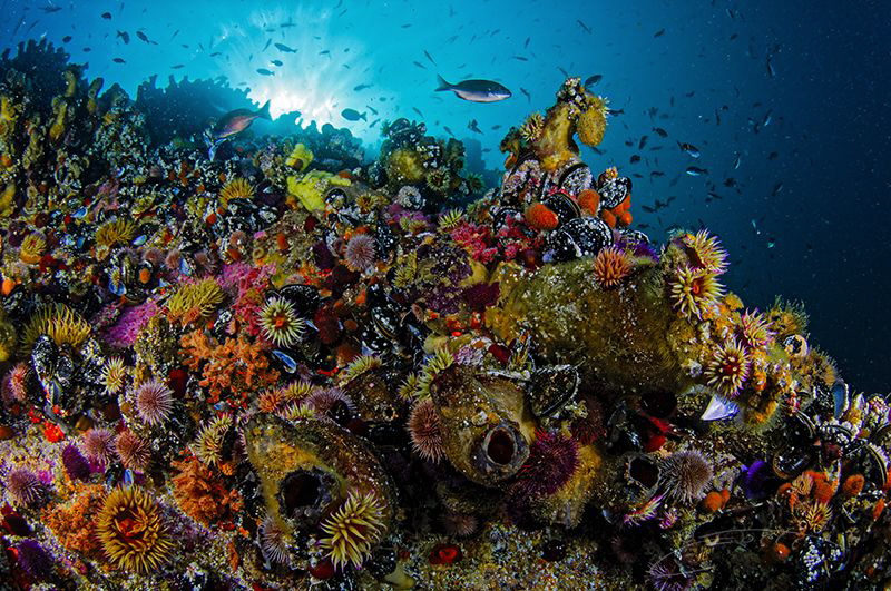 ~ Rainbow Nation ~

The reefs in Cape Town is teaming w... by Geo Cloete 