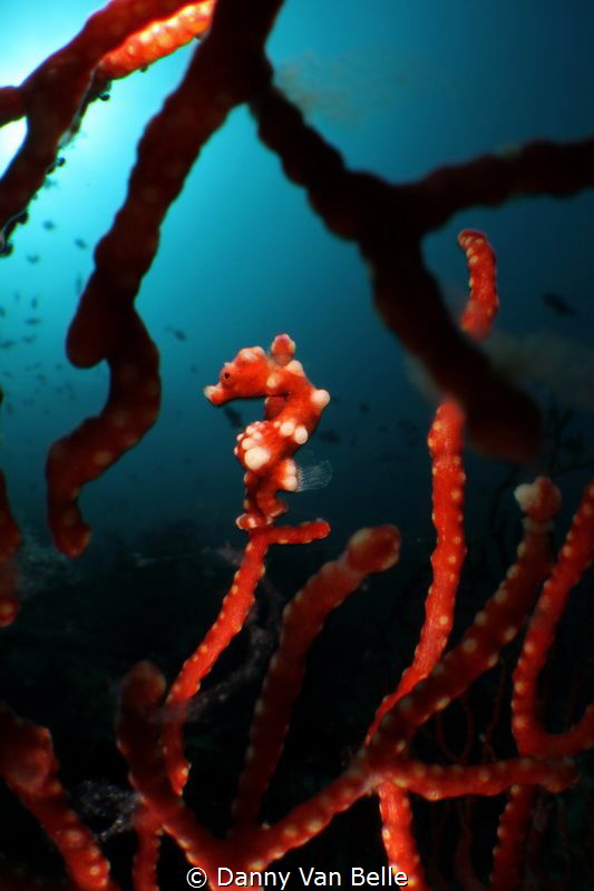 Raja Ampat pygmy seahorse in macro wide angle by Danny Van Belle 