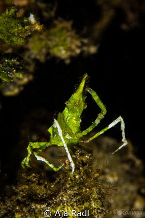 Attention! -Arrowhead Crab (Huenia heraldica) by Aja Radl 