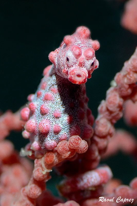 Tiny face to face by Raoul Caprez 