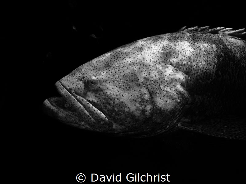 Goliath Grouper, Looe Key Reef National Marine Sanctuary. by David Gilchrist 