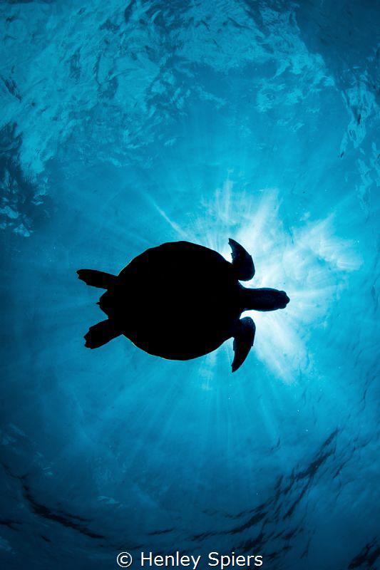 Turtle Sunburst by Henley Spiers 