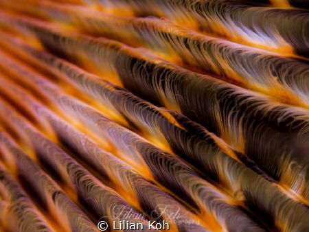 F E A T H E R S
Close up of a Tube worm by Lilian Koh 