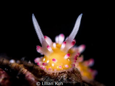 C A N D Y
(Cadlinella ornatissima) by Lilian Koh 