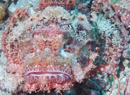 Scorpion fish taken behind Yolanda reef, Ras Mohamed Park... by Nikki Van Veelen 