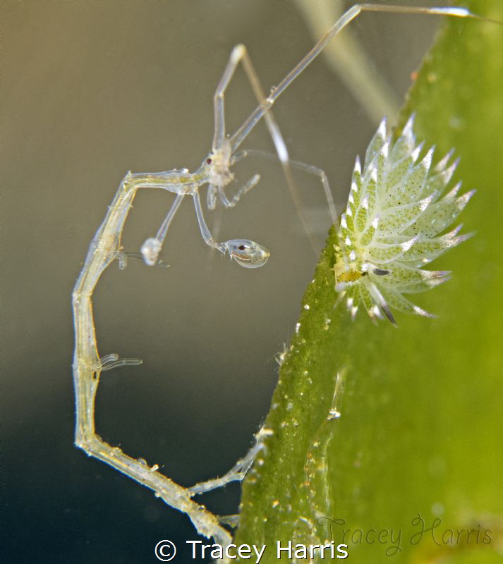 Living in Harmony
Skeleton Shrimp and Shawn the Sheep Nu... by Tracey Harris 