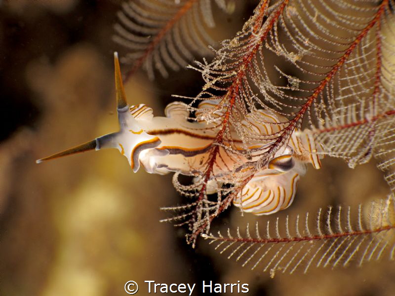 Donut Nudibranch by Tracey Harris 