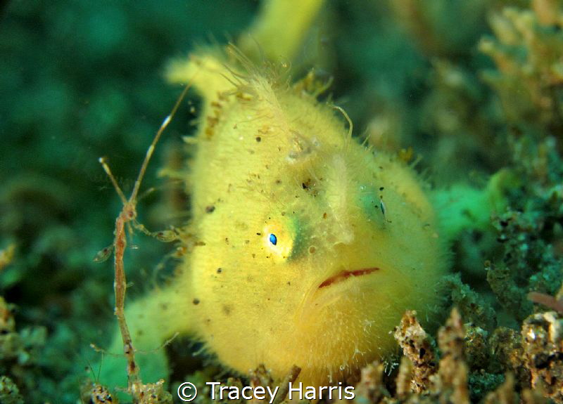 Frogfish and friend:) by Tracey Harris 
