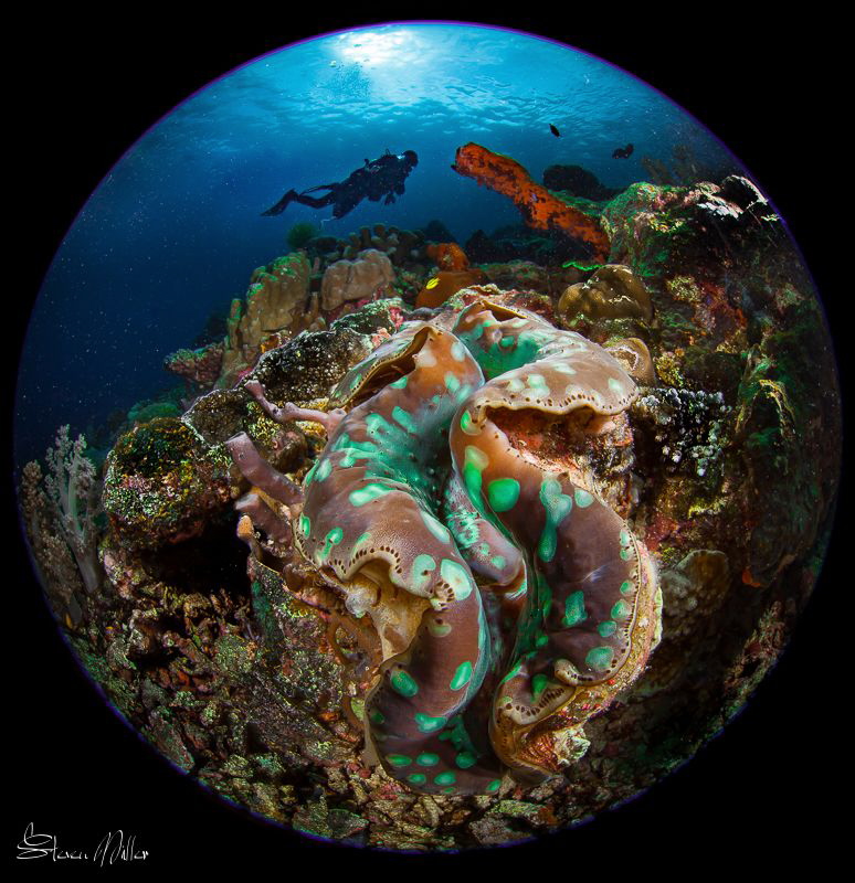 Never seen green before by Steven Miller 