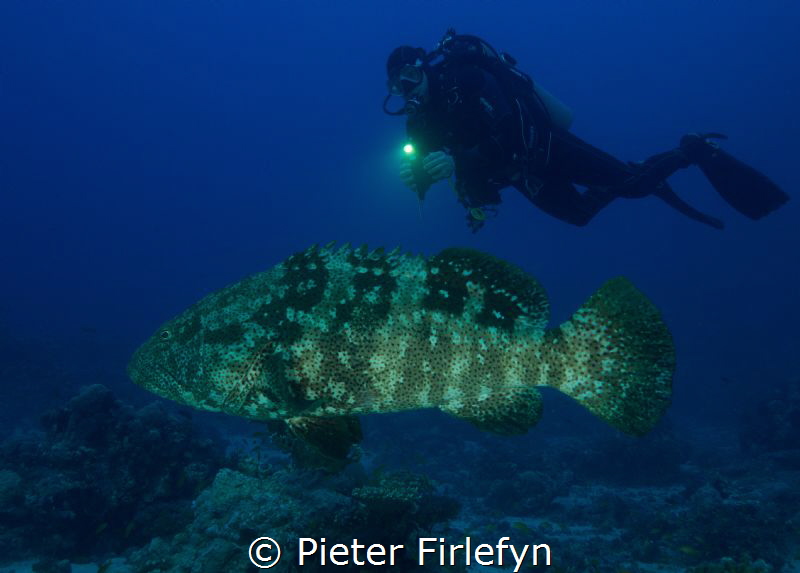 Grouper by Pieter Firlefyn 