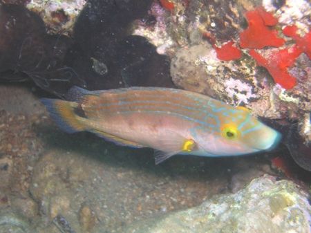 Axillary wrasse by Hakan Taslicay 