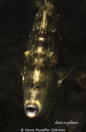 file fish in the dark by Deniz Muzaffer Gökmen 
