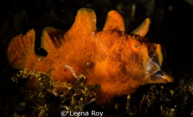 Yawning frogfish by Leena Roy 