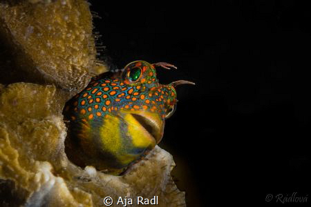 Tesselated Blenny (Hypsoblennius invemar) by Aja Radl 