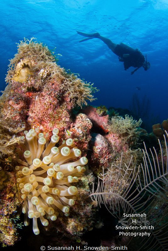 I found this beautiful giant anemone on a shallow reef.  ... by Susannah H. Snowden-Smith 
