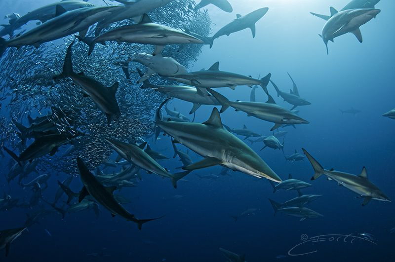 ~ Charging Through ~ by Geo Cloete 