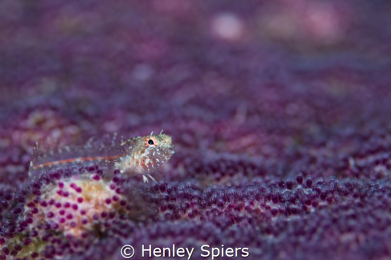 A sneaky Red Banner Blenny scurries over a sea of purple ... by Henley Spiers 