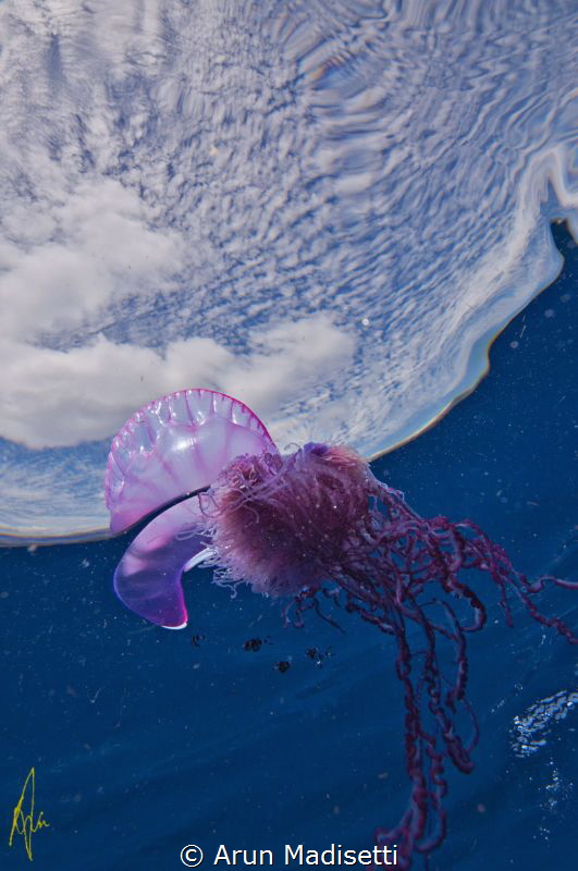 Physalia at the surface by Arun Madisetti 