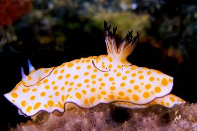 Nudibranch, Red Sea, Nikon F4s,Aquatica housing.105mm macro. by Greg Hills 