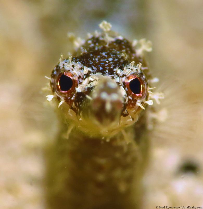 Diamond Pipefish located at Little Little Bight on Utila,... by Brad Ryon 