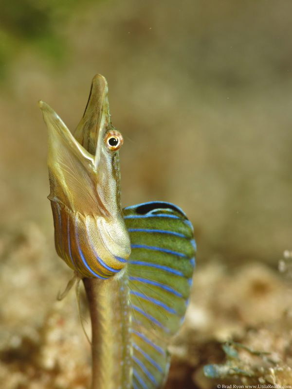 Blue Throat Pike Blenny, (Chaenopsis ocellata) Little Lit... by Brad Ryon 