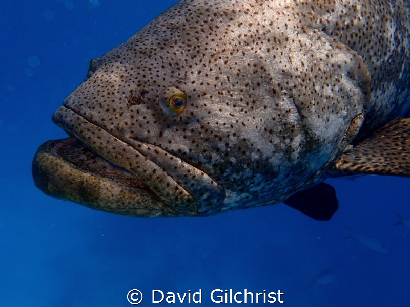 Goliath Grouper Portrait, Looe Key by David Gilchrist 