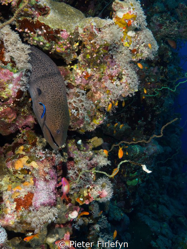 morray eel by Pieter Firlefyn 