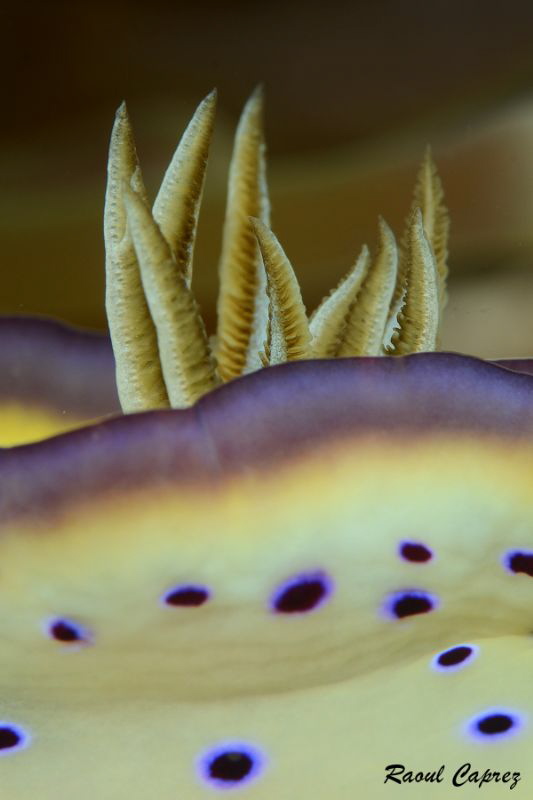 Nudi bunch by Raoul Caprez 