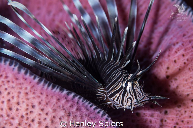 An Uninvited Guest by Henley Spiers 