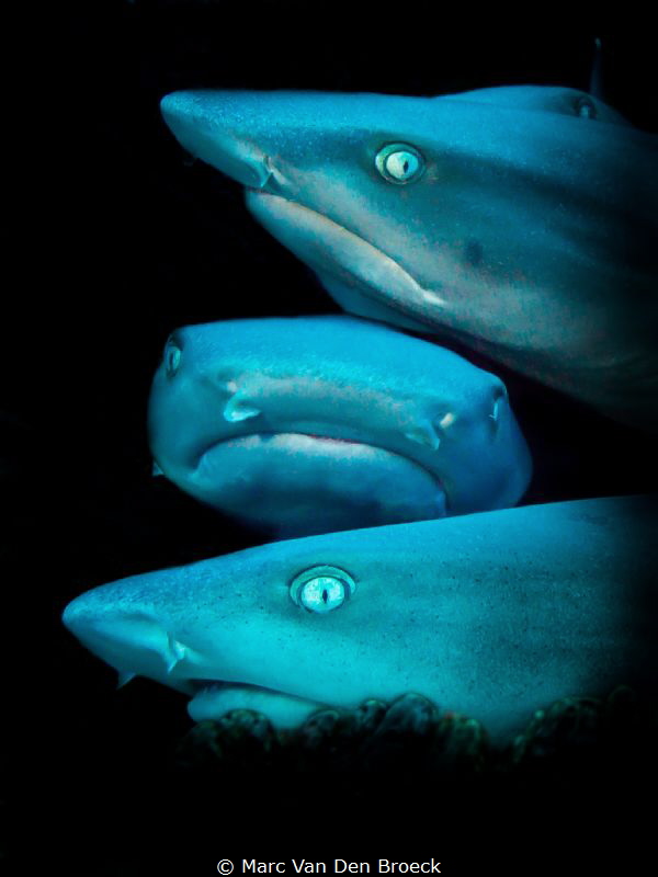 sharkface by Marc Van Den Broeck 