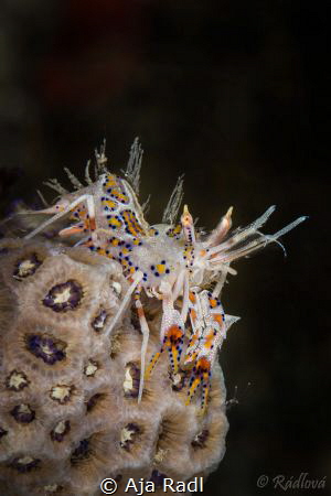 Spiny Tiger Shrimp (Phyllognathia ceratophthalmus) by Aja Radl 