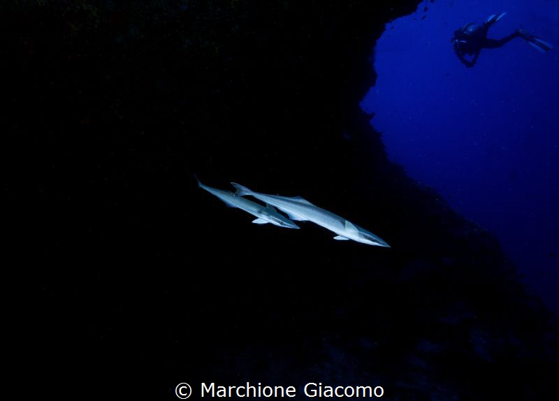 Remores
Maya Tilla . Maldives


Maya Tilla . Maldives... by Marchione Giacomo 