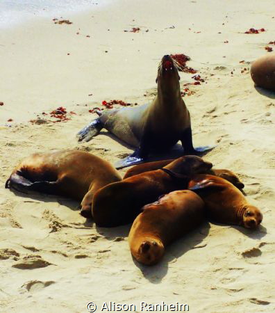 "Seal Roar" (This seal is not barking at me, I am outside... by Alison Ranheim 