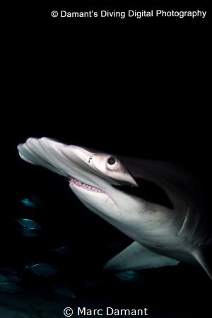 A passer by in the dark! A nite dive turns into a frantic... by Marc Damant 