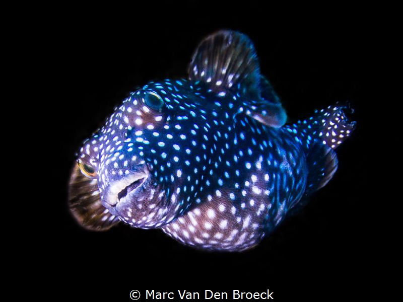 white dots by Marc Van Den Broeck 